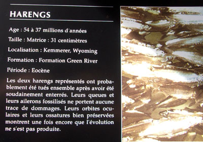 d'autres harengs