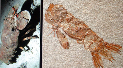 cigale de mer