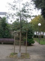 Notre arbre, place Philippe Vianney